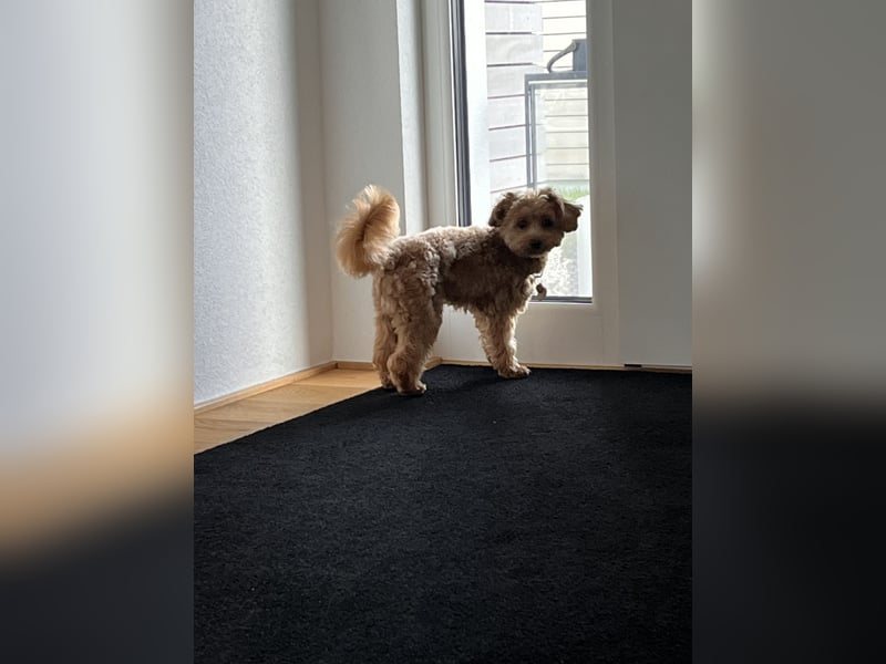 Maltipoo Junghund 1 Jahr alt