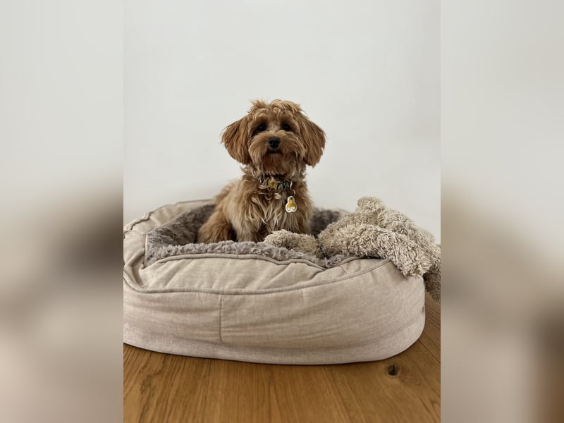 Maltipoo Junghund 1 Jahr alt