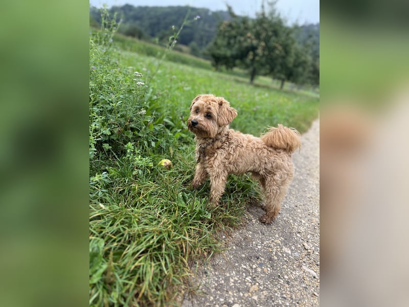 Maltipoo Junghund 1 Jahr alt