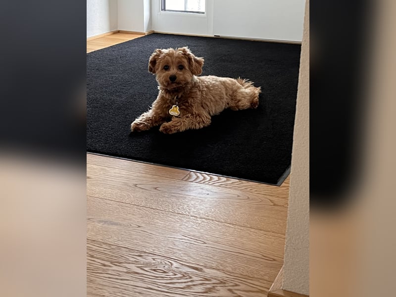 Maltipoo Junghund 1 Jahr alt