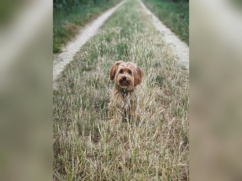 Maltipoo Junghund 1 Jahr alt