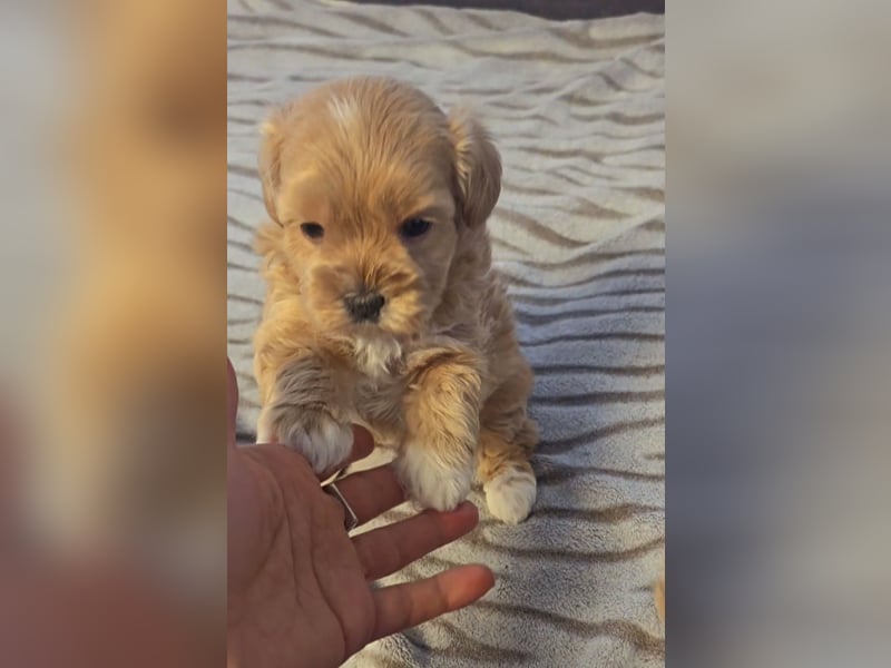 Seltenheit : Asiatische Maltipoo Teddybär Welpen