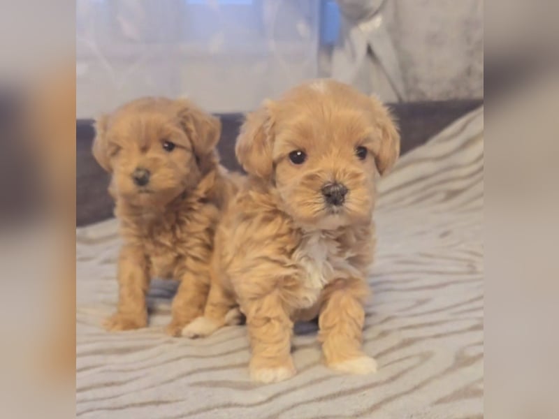 Seltenheit : Asiatische Maltipoo Teddybär Welpen