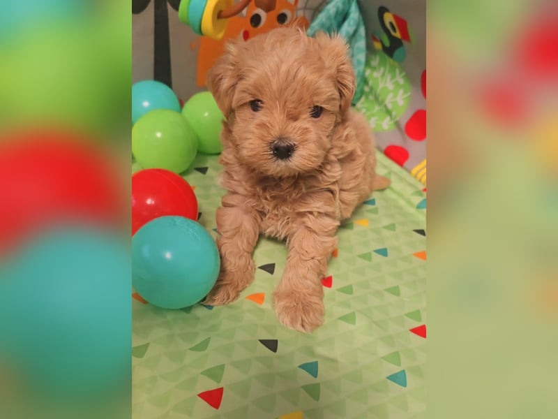 Seltenheit : Asiatische Maltipoo Teddybär Welpen
