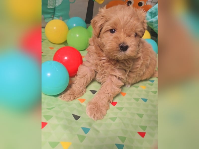 Seltenheit : Asiatische Maltipoo Teddybär Welpen