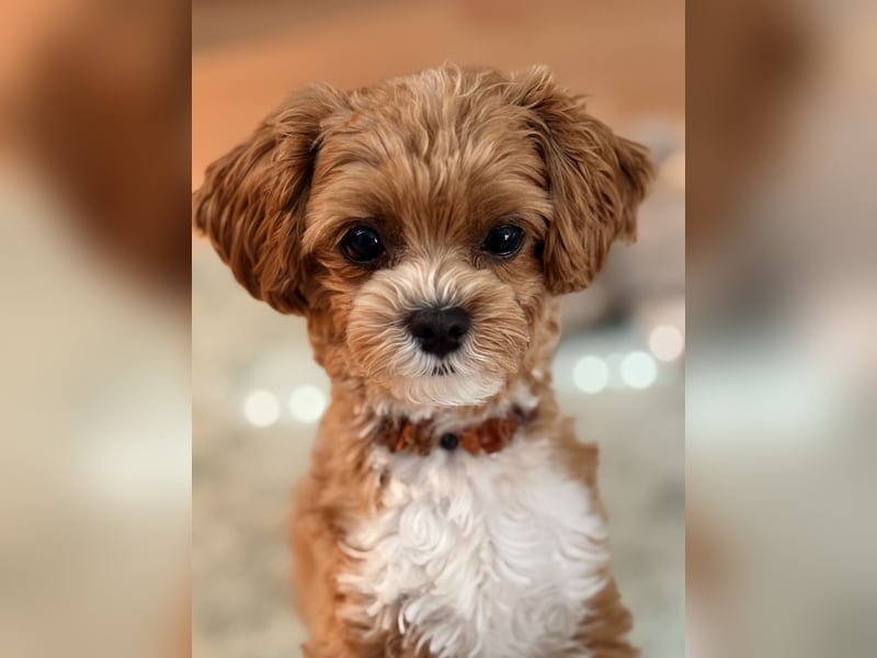 Maltipoo Deckrüde