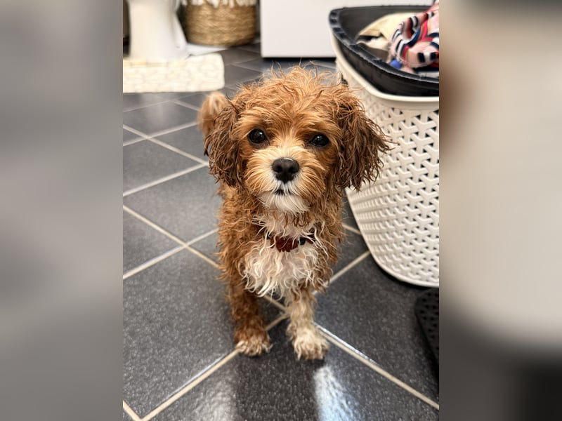 Maltipoo Deckrüde