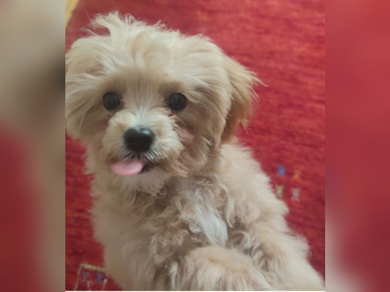 Deckrüde  Maltipoo