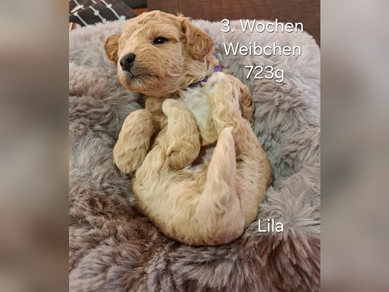 Maltipoo Welpen