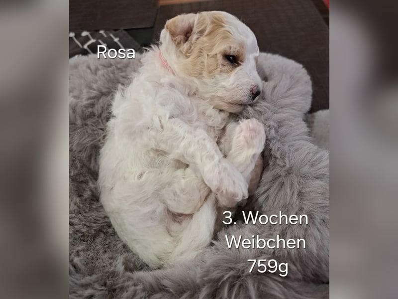 Maltipoo Welpen