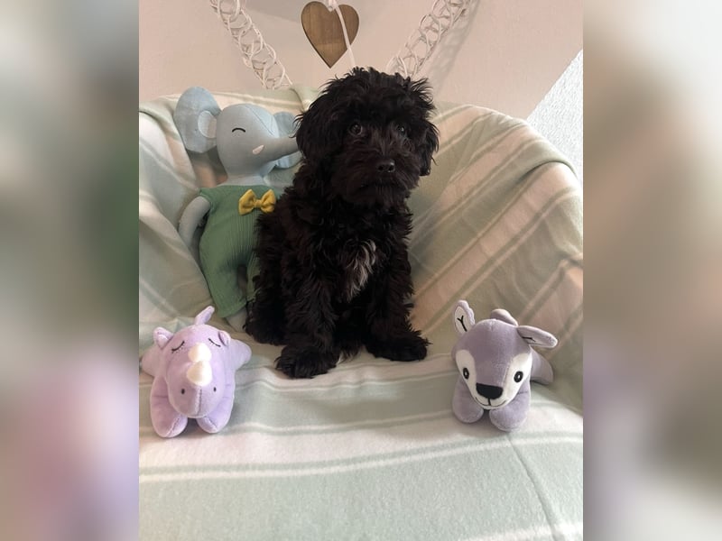 Wunderschöner Maltipoo rüde 6 Monate alt zu verkaufen