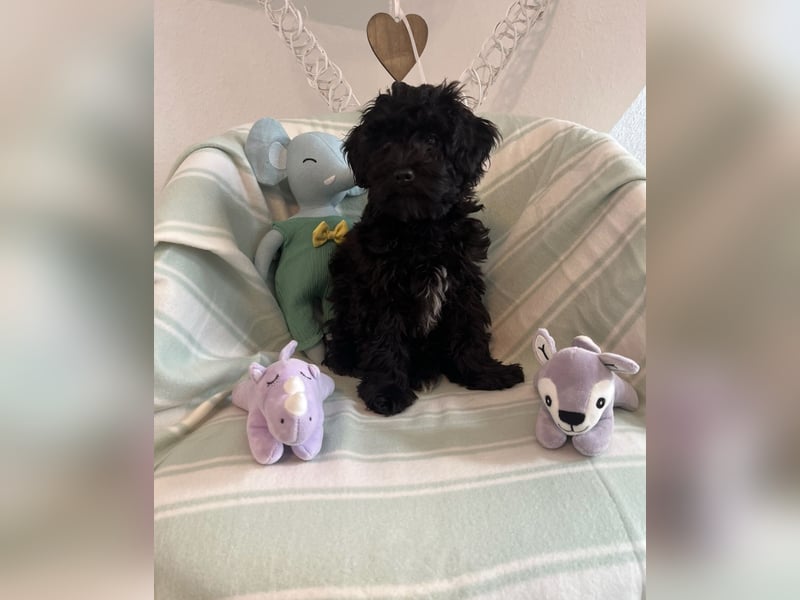 Wunderschöner Maltipoo rüde 6 Monate alt zu verkaufen