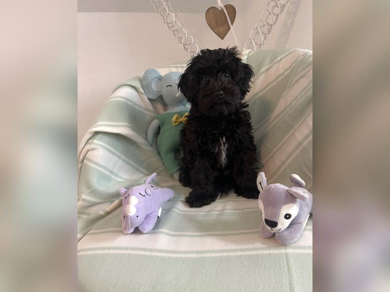 Wunderschöner Maltipoo rüde 6 Monate alt zu verkaufen