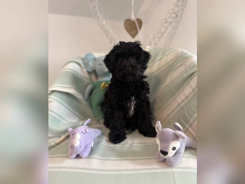 Wunderschöner Maltipoo rüde 6 Monate alt zu verkaufen