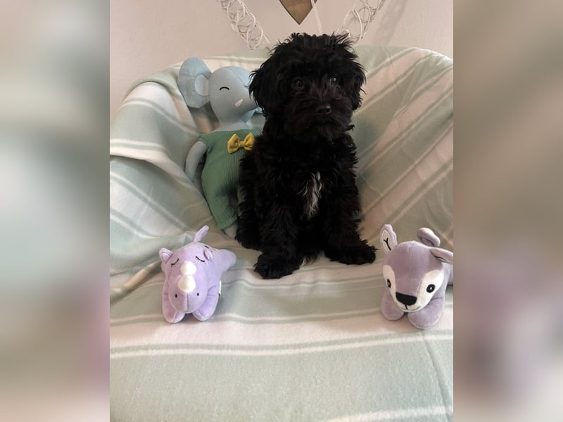 Wunderschöner Maltipoo rüde 6 Monate alt zu verkaufen