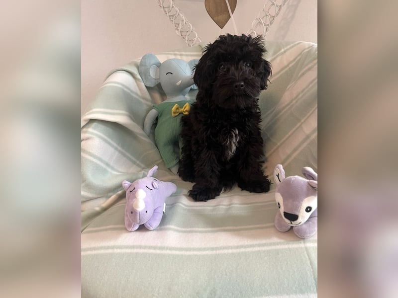 Wunderschöner Maltipoo rüde 6 Monate alt zu verkaufen