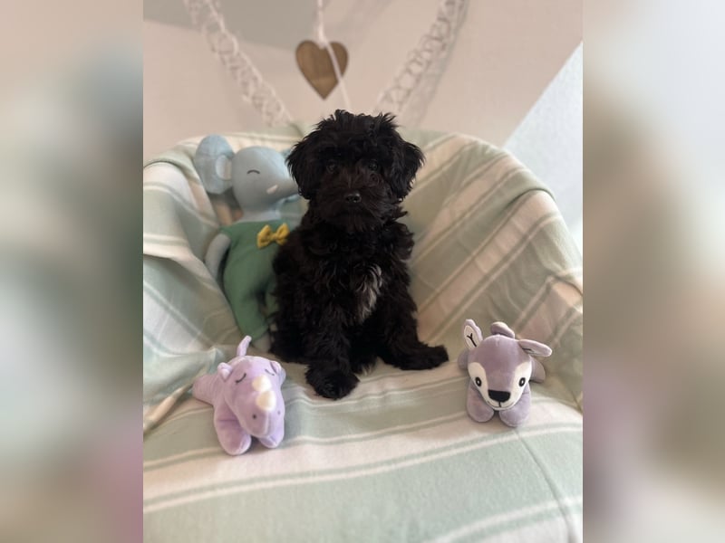Wunderschöner Maltipoo rüde 6 Monate alt zu verkaufen