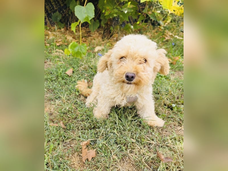 Maltipoo Mix Rina sucht ein Zuhause