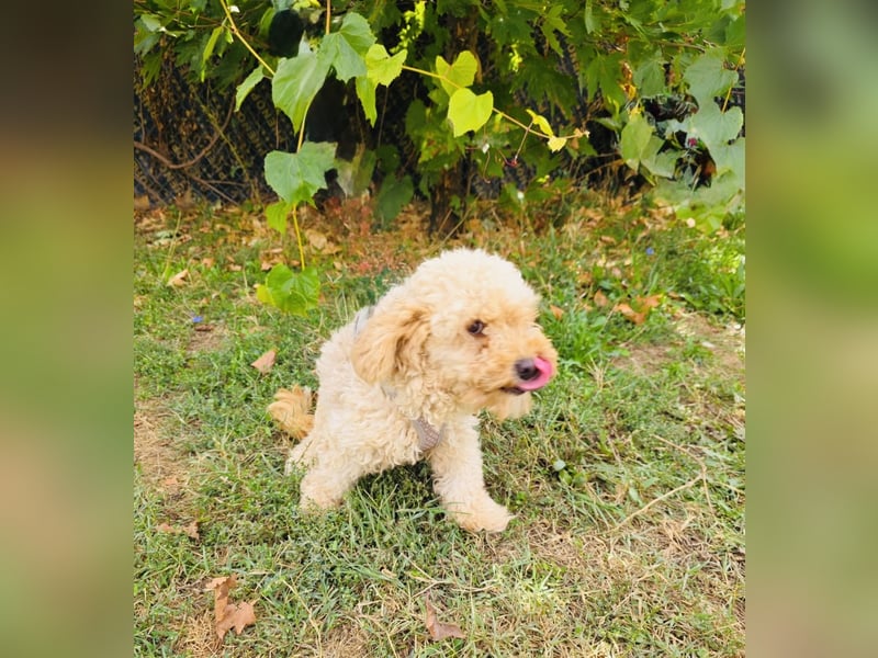Maltipoo Mix Rina sucht ein Zuhause