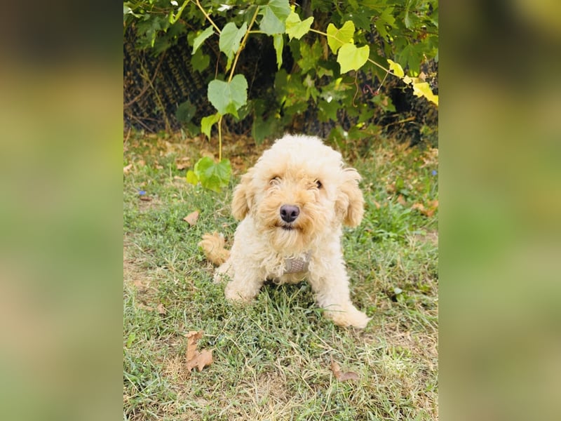 Maltipoo Mix Rina sucht ein Zuhause
