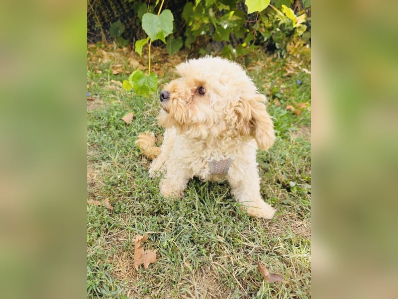 Maltipoo Mix Rina sucht ein Zuhause
