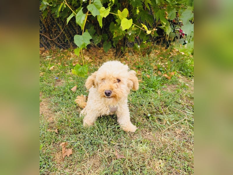 Maltipoo Mix Rina sucht ein Zuhause