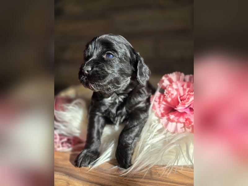 Maltipoo Welpen