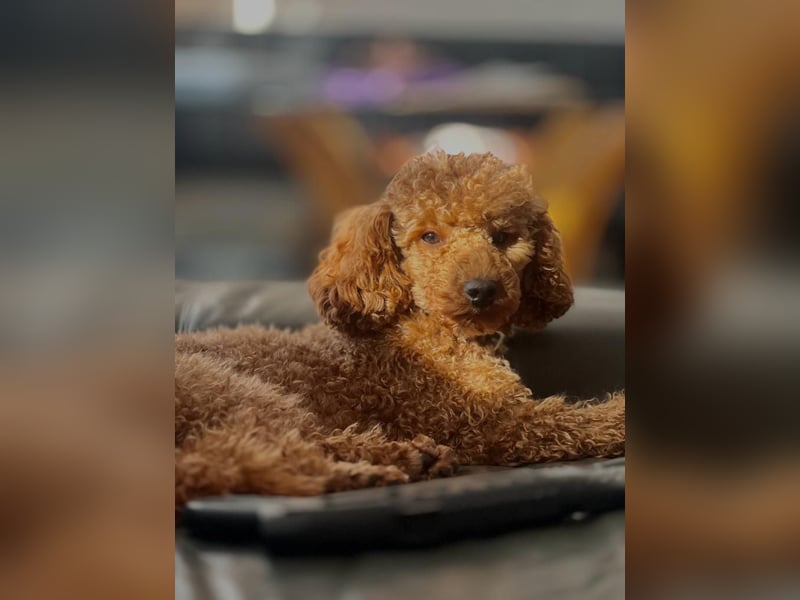 Maltipoo Welpen