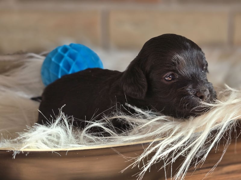 Maltipoo Welpen