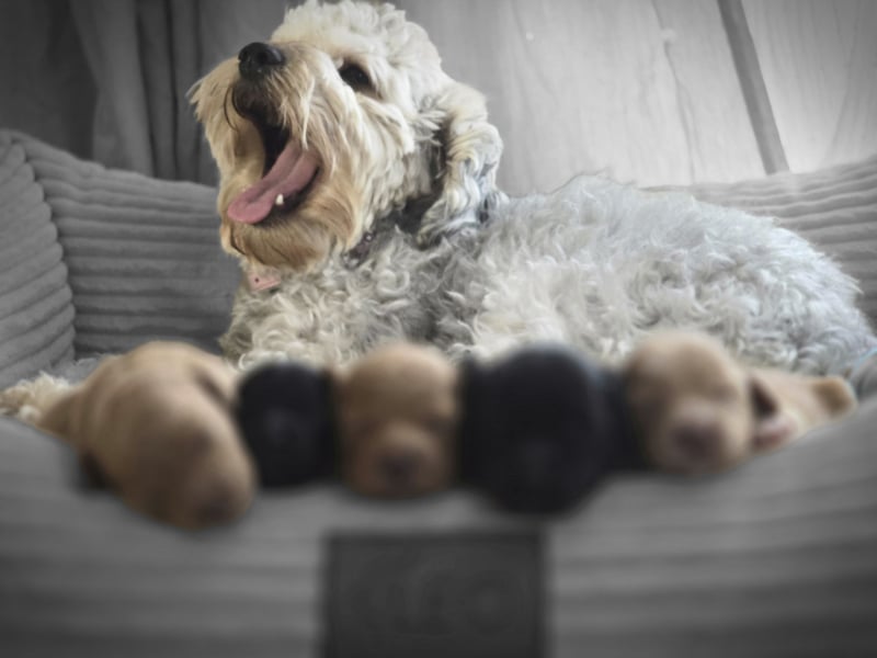 Maltipoo Welpen