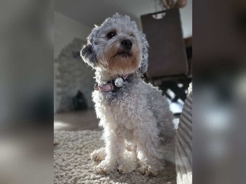Maltipoo Welpen