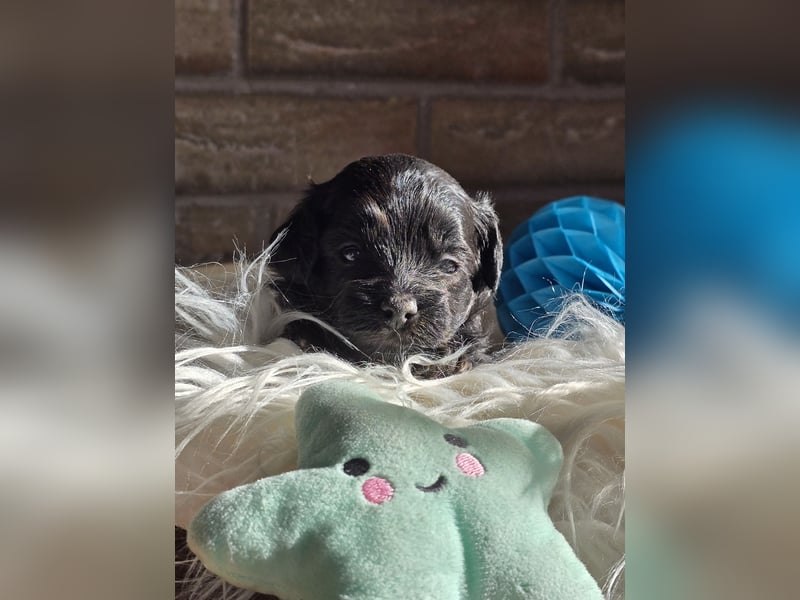 Maltipoo Welpen
