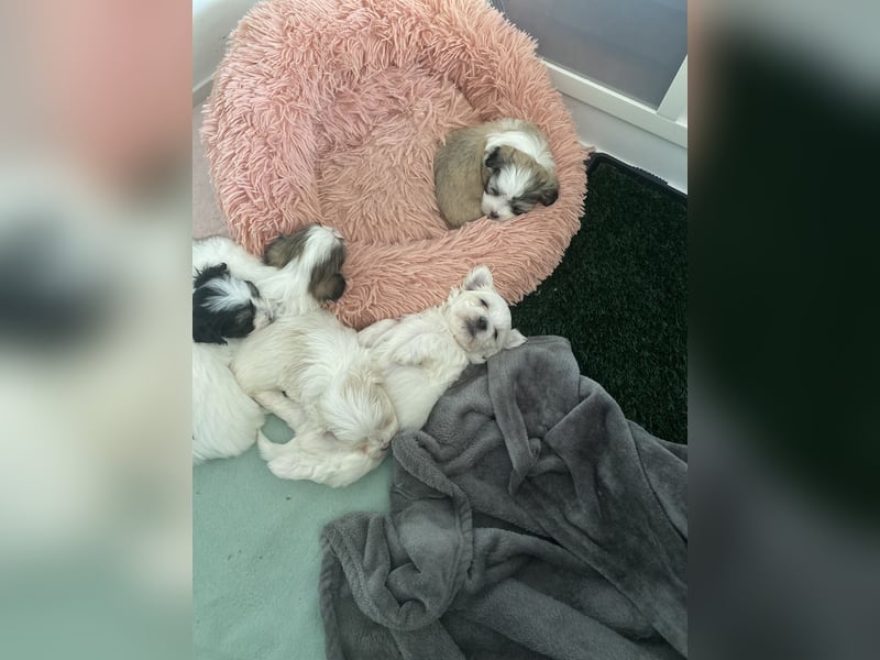 Malteser/Havanese Welpen suchen