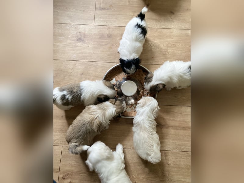 Malteser/Havanese Welpen suchen