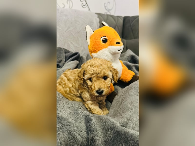 Maltipoo Welpen