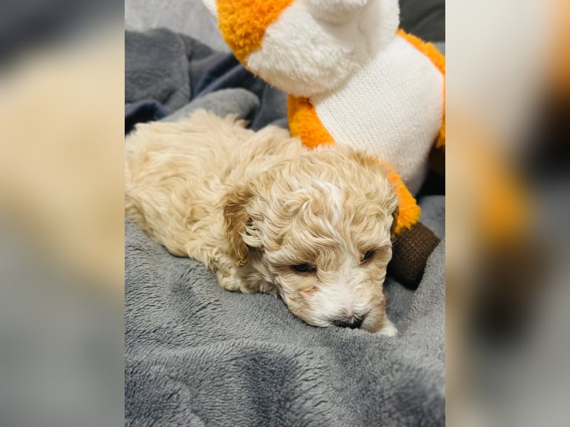 Maltipoo Welpen