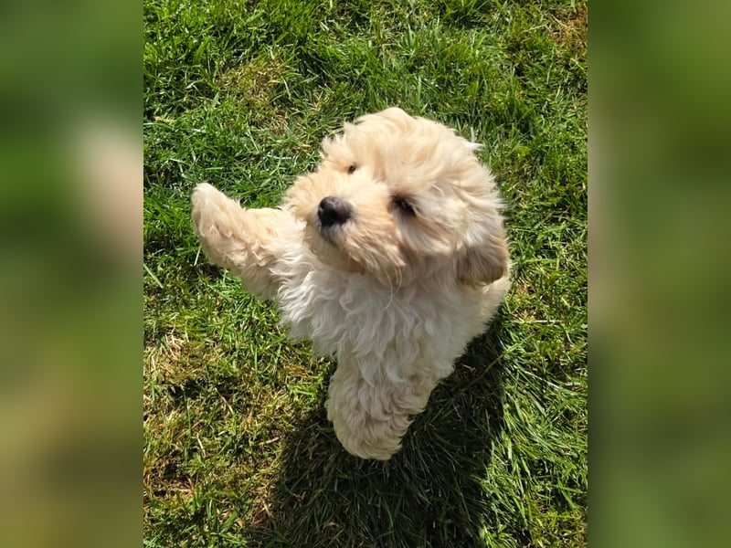 Maltipoo Welpen Aprico Stubenrein