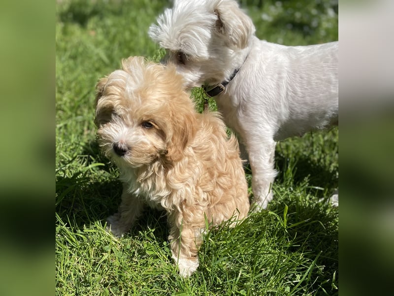 Maltipoo Welpen Aprico
