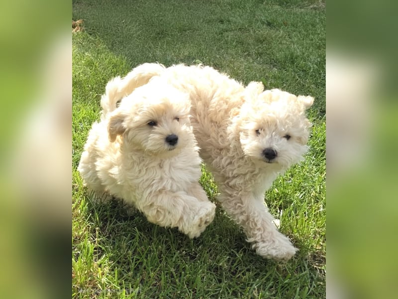 Maltipoo Welpen Aprico Stubenrein