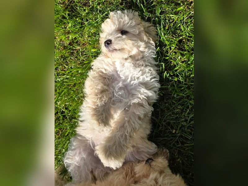 Maltipoo Welpen Aprico Stubenrein