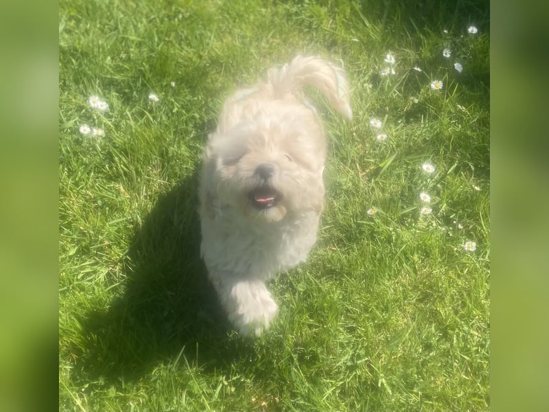 Maltipoo Welpen Aprico