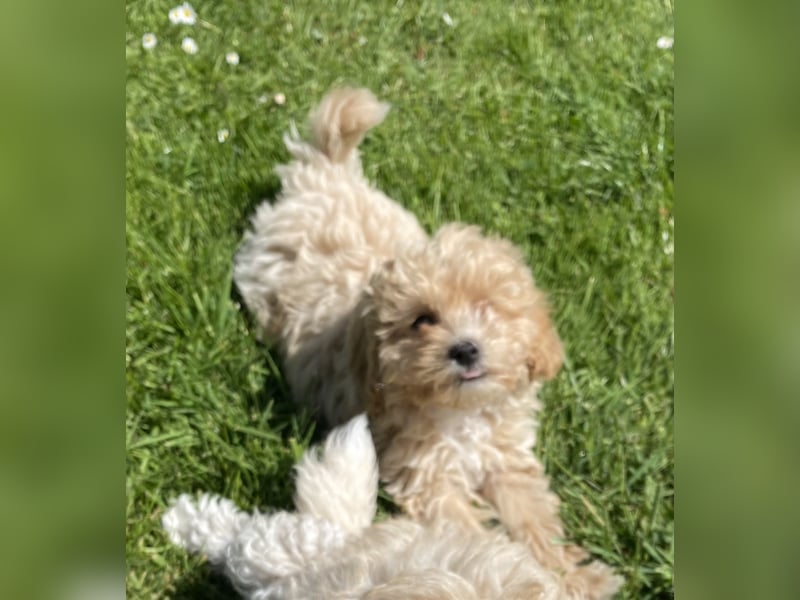 Maltipoo Welpen Aprico
