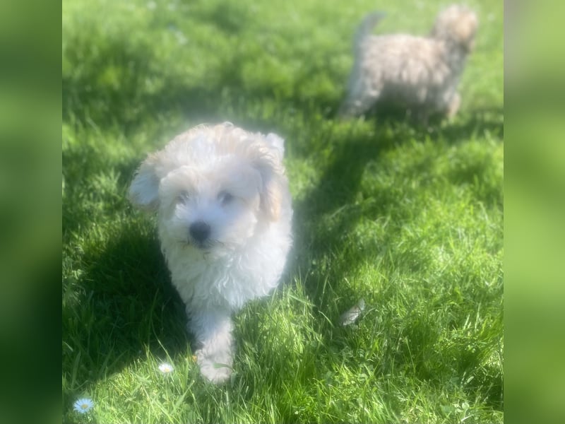 Maltipoo Welpen Aprico