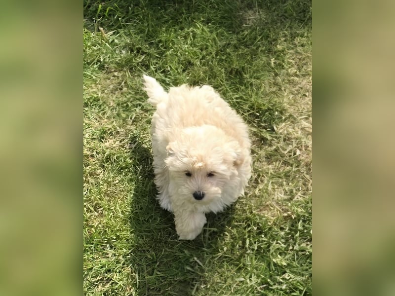 Maltipoo Welpen Aprico Stubenrein