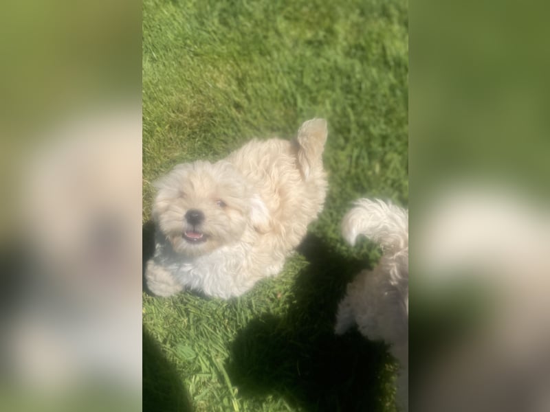 Maltipoo Welpen Aprico