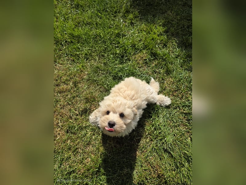 Maltipoo Welpen Aprico Stubenrein