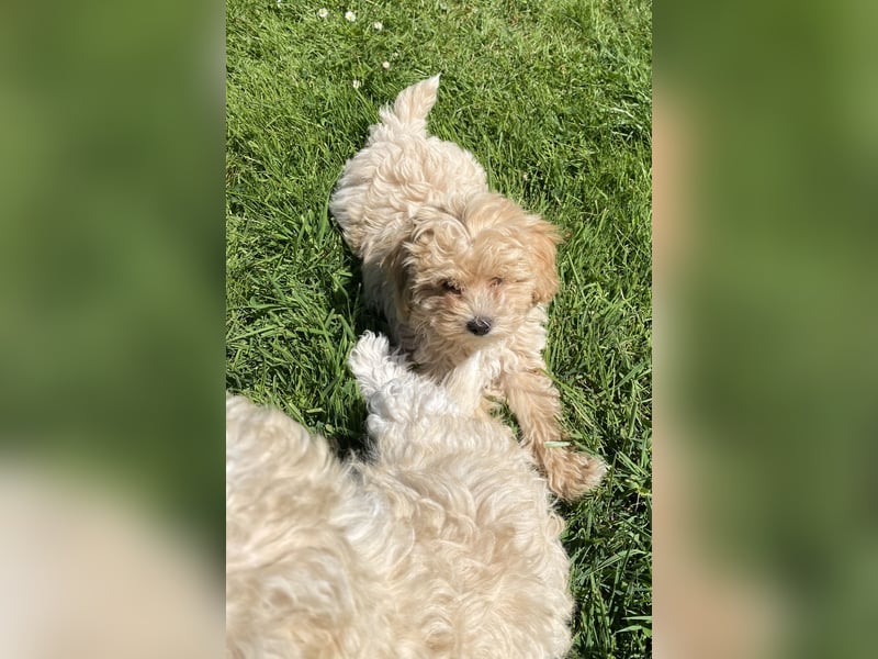Maltipoo Welpen Aprico