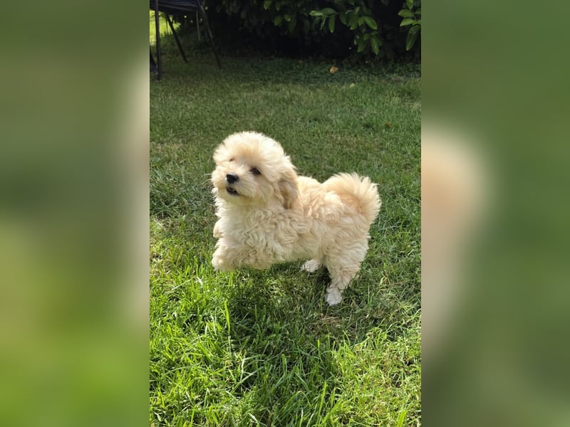 Maltipoo Welpen Aprico Stubenrein