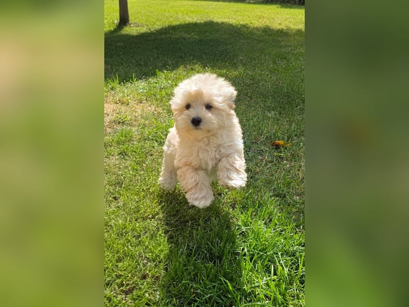 Maltipoo Welpen Aprico Stubenrein