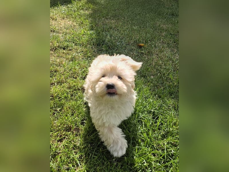 Maltipoo Welpen Aprico Stubenrein